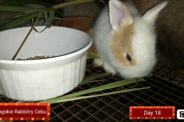 18 Days Old Baby Bunnies - May 11, 2019 - Bongskie Rabbitry Cebu
