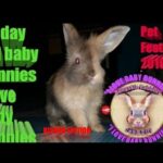 36 Day Old Baby Bunnies - I Love Baby Bunnies - Bongskie Rabbitry Cebu