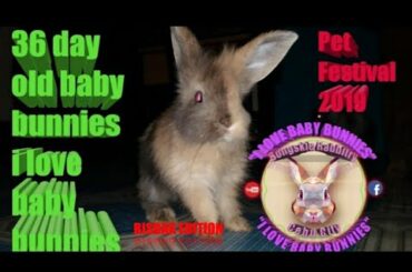 36 Day Old Baby Bunnies - I Love Baby Bunnies - Bongskie Rabbitry Cebu
