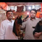 Angora Rabbit Breeding Farm Visit and Imported Rabbit in Pakistan in Urdu/Hindi.