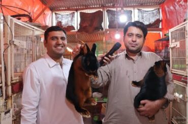 Angora Rabbit Breeding Farm Visit and Imported Rabbit in Pakistan in Urdu/Hindi.