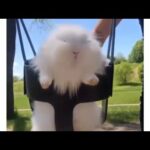Rabbit in a swing meme