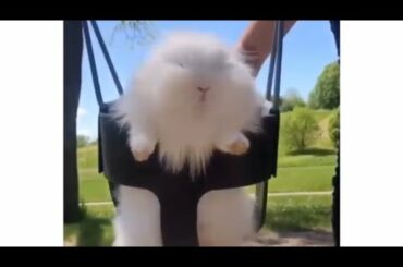 Rabbit in a swing meme