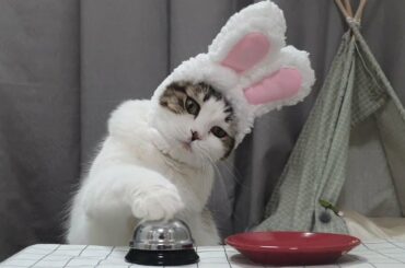 고장난 토끼 고양이 샤샤의 귀여운 간식벨 종치기 Broken rabbit cat ring bell 故障した猫リングベル