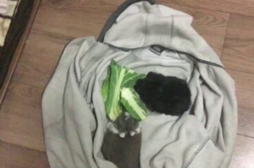 My new 2 bunny’s they so cute