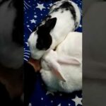 Cute rabbit, Mili-candi