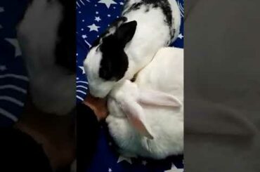 Cute rabbit, Mili-candi