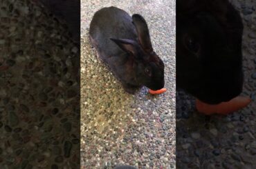 RABBIT EATING CARROT/so cute