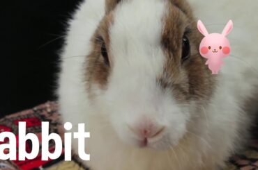 Learn about cute Rabbit (for kids NO Ads); focused fun learning, sequenced by Master Specialist