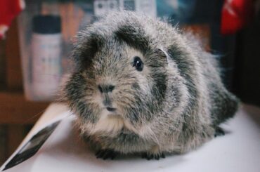 how to keep guinea pigs and rabbits warm ⛄️