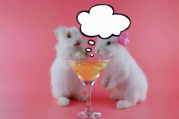 CUTE BUNNIES PLAYING AROUND (a must see)