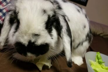 ASMR - Cute Bunny eating lettuce