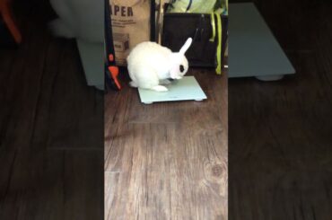 Super cute grooming Bunny