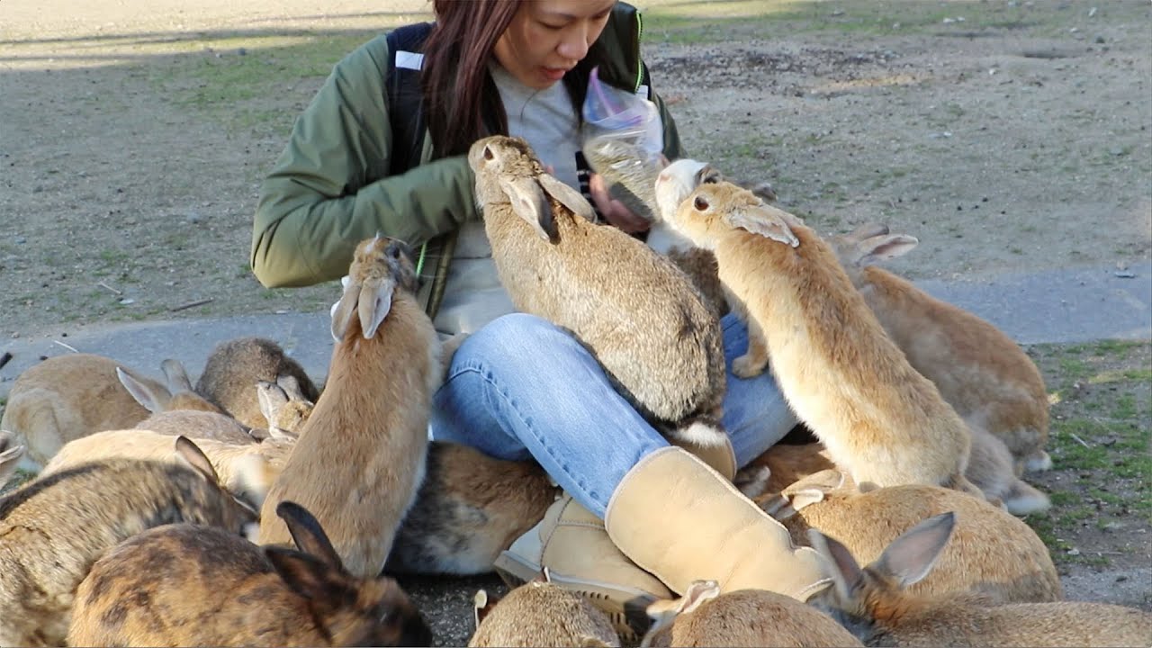 Wild Rabbits Attack Girl! Rabbit Videos