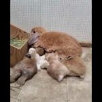 One of the cutest things to watch in the world is mama bunny feeding their babies