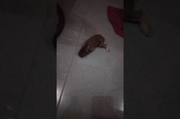 CUTE BABY BUNNY FIRST TIME WALKING ON TILE FLOOR... he's having a hard time walking