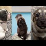 Cute baby animals Videos Compilation cute moment of the animals   Soo Cute! #3