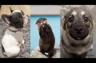 Cute baby animals Videos Compilation cute moment of the animals   Soo Cute! #3