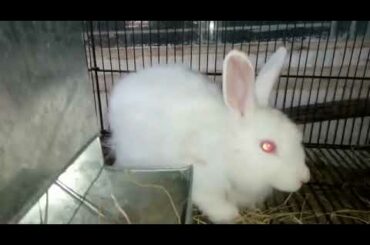 Giant Angora Rabbit Black / Giant Angora Rabbit White