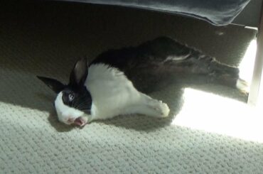 Sleeping Rabbit Dreaming About Sneezing