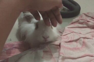 Bonding with my little cute Chloe the bunny 🐰