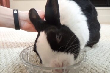 Honking rabbit eating a banana and getting a massage ASMR