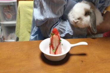 うさぎにクリスマスケーキ♪ 【Christmas cake for rabbits】ホーランドロップ うさぎ  Holland Lop  Rabbit  Child rabbit ＃221