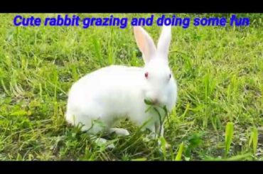 Cute rabbit grazing and doing some fun