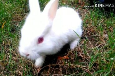 Cute Rabbit Bunnies  Playing  & Eating  Watermelon