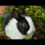 Rabbits for children - AFC