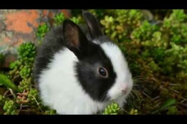 Rabbits for children - AFC