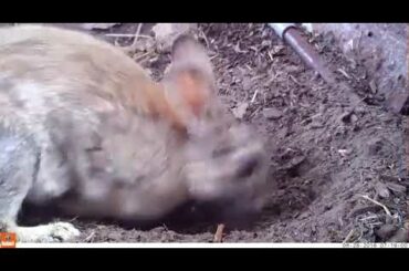 The cute mother rabbit_ take care of her baby