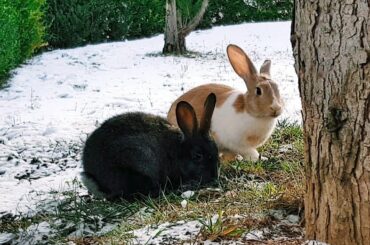 Cute Rabbits | Funny Bunny Rabbit in Snow - Video 4K