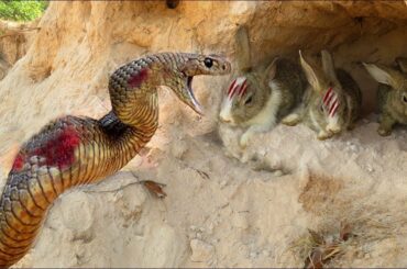 Baby Rabbit Fail to Saved| By Brave Mother Rabbit| From Snake Hunts.
