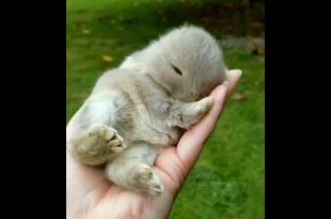 😘😘😘Rabbit Semma cute😍😍😍😍