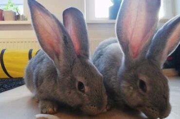 ♥ Cute rabbits Bun & Ted eating ♥ GIANT RABBITS ♥