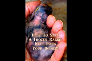 How To Warm A Frozen Baby Rabbit Kit