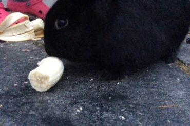 Rabbit, rabbit (rabbit) rabbit vs rabbit. Ft. Rabbit bunnies part 16