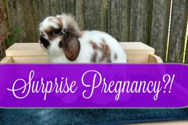 Herd Update | Surprise Pregnancy?! | Baby Bunnies!