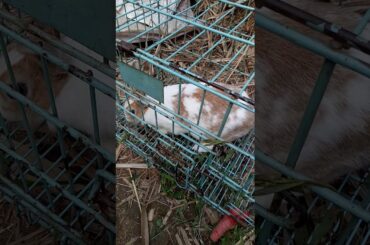 CUTE RABBIT IN PUNJAB