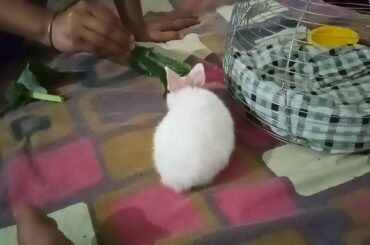 Smile - Cute little rabbit 🐇