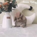 Cute bunny, please subscribe to our channel if you like, more exciting is waiting for you