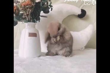 Cute bunny, please subscribe to our channel if you like, more exciting is waiting for you