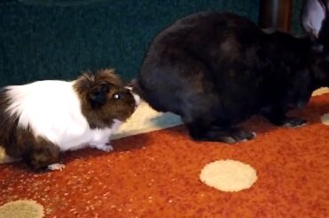 The guinea pig playing with bunny