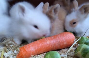Baby Lionhead Rabbits eating their first veggies on Christmas Day