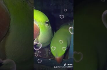 Dancing parrots /mittu$mitthi/cute babies dancing on rabb manya mai song