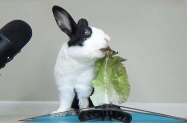 Rabbit eating lettuce ASMR