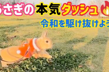 【うさぎ】本気ダッシュで令和を駆け抜けよう【かわいい】Cute rabbit running #77