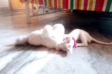 Cute baby cat playing with toy rabbit