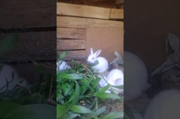 cute baby rabbits